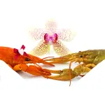 Crawfish Recipes for the Crawfish Lover