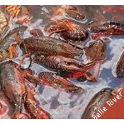 30 lb Sack of Belle River Crawfish – Big Louisiana Crawfish