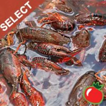 Live Crawfish Washed (SELECT) w/ seasoning