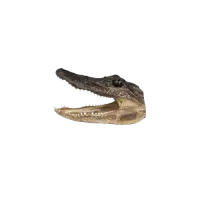 Taxidermied Authentic American Alligator Head